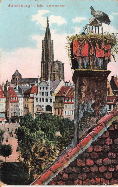 AK Strassburg (F-67000), Storchennest, gelaufen am 08.06.1919