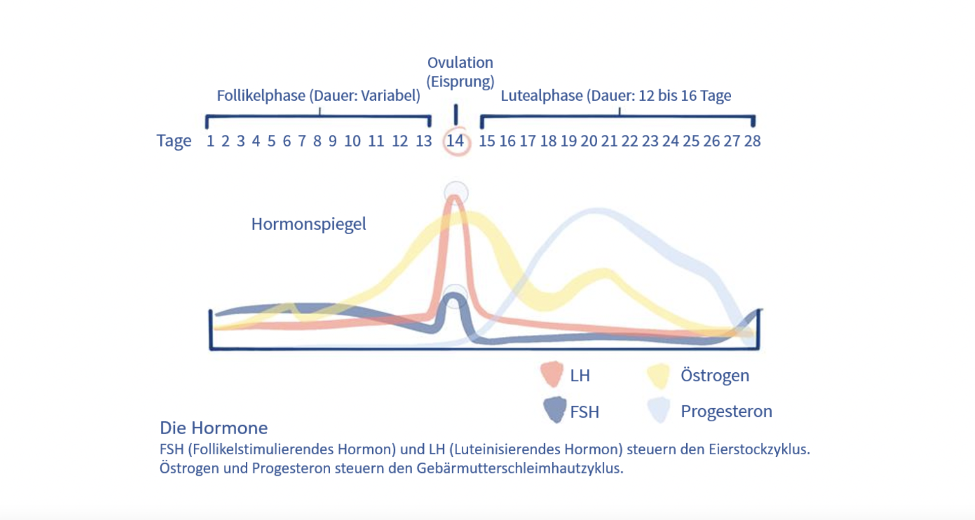 Isotretinoin Nach Absetzen Der Pille