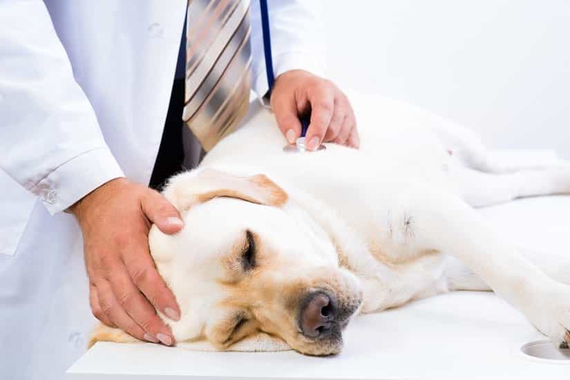 Tramadol Für Hunde Kaufen