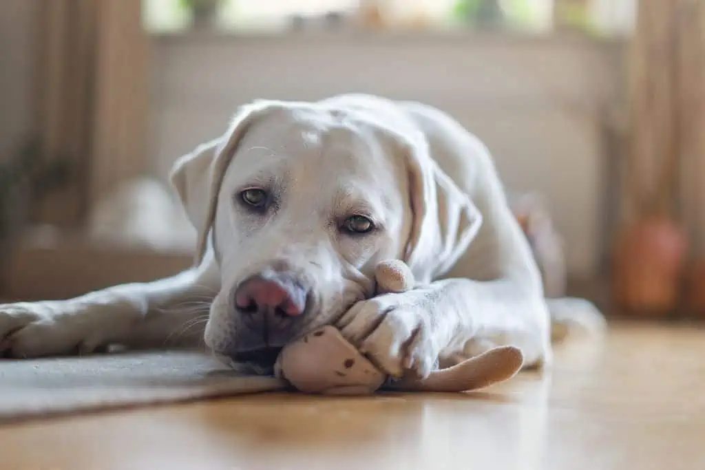 Tramadol hund kaufen