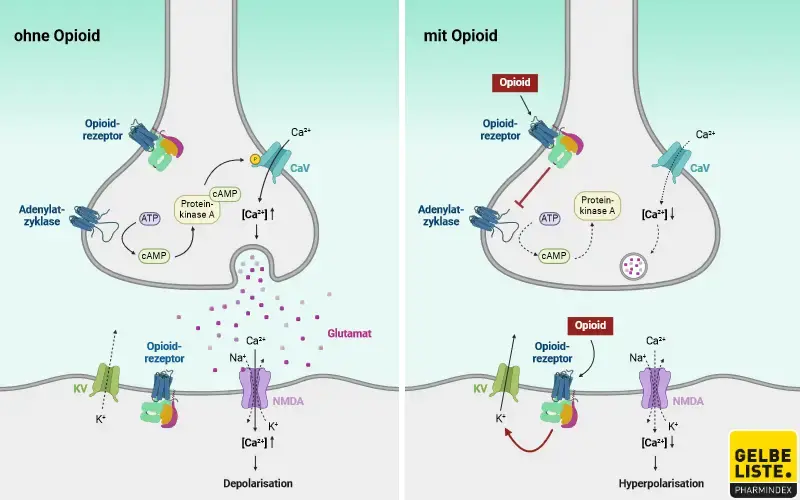 Tramadol Ratiopharm Tropfen Rezeptfrei