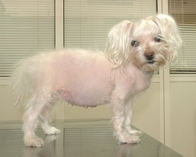prednisolon hund kosten