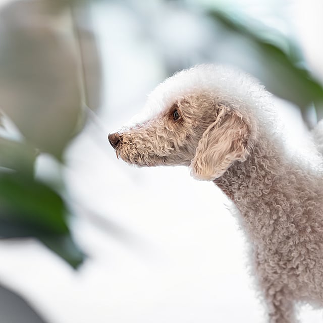 Prednisolon 5 Mg Hund Kosten