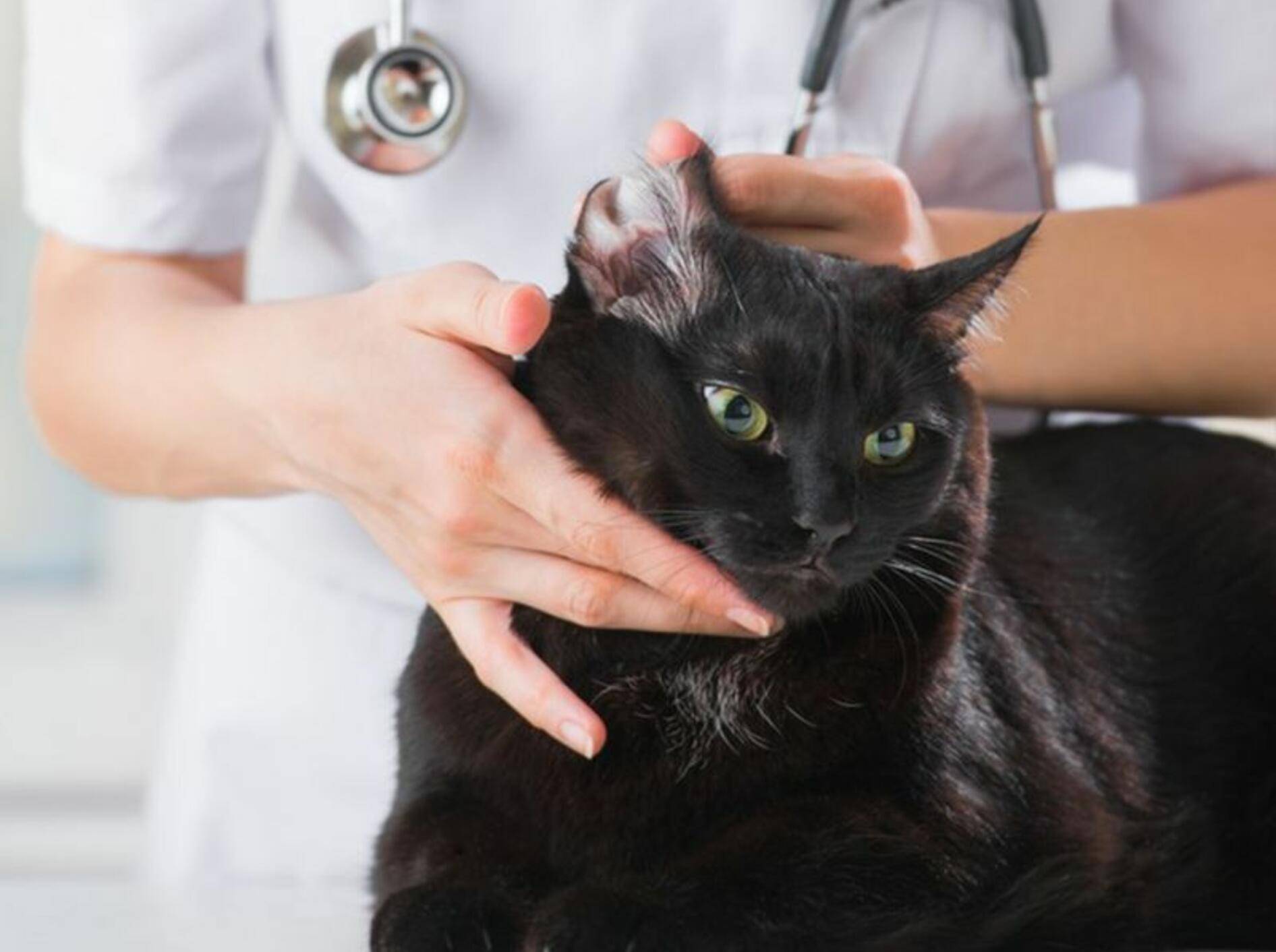 Ivermectin Kaufen Katze