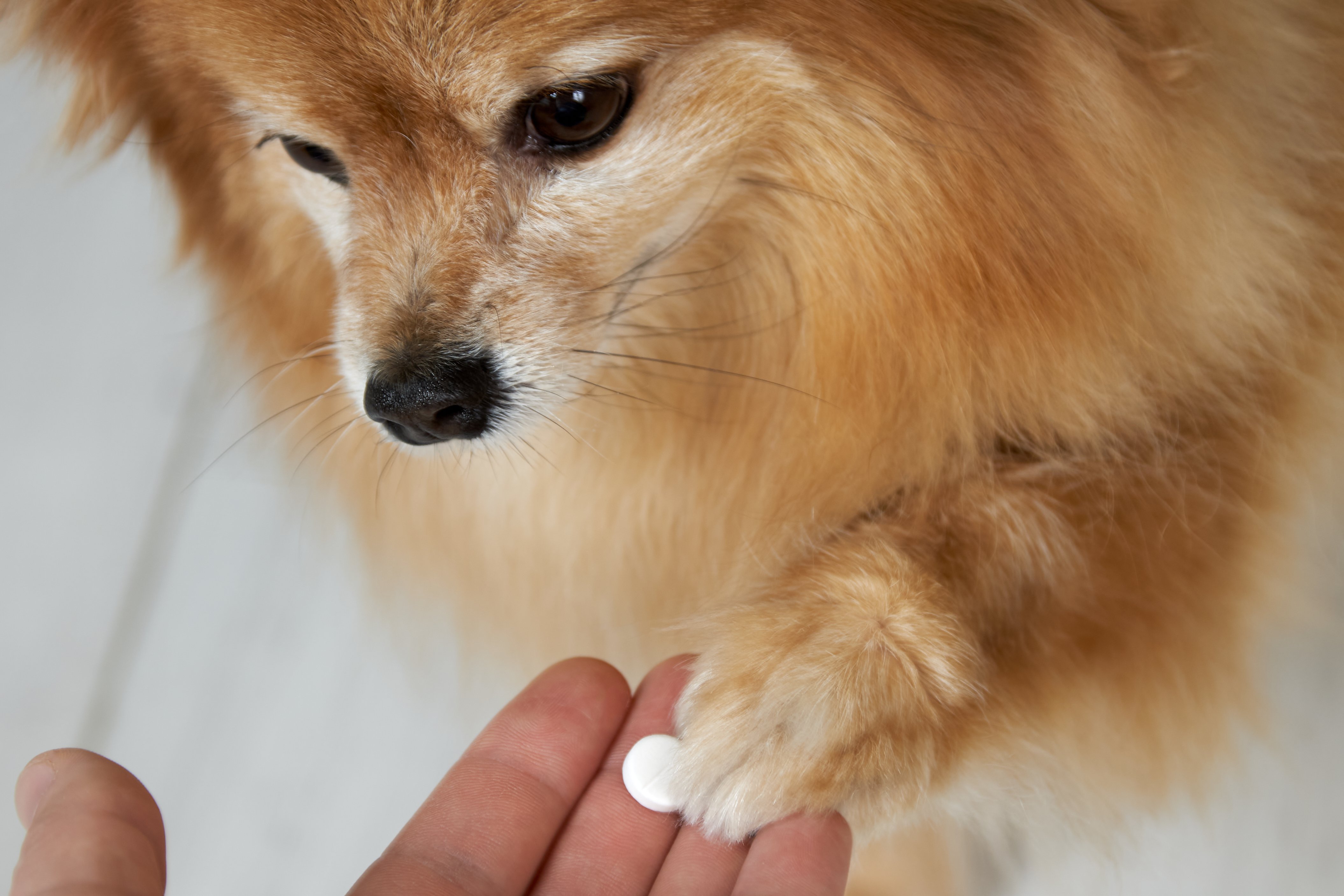 prednisolon 5mg tabletten für hunde