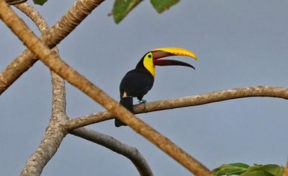Nizagara Pille