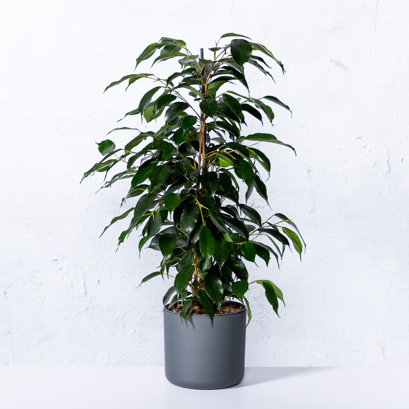 finpecia billig