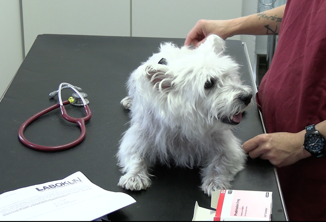 Prednisolon 5mg Hund Bestellen