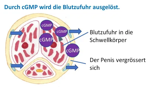 Wie Fildena Kaufen
