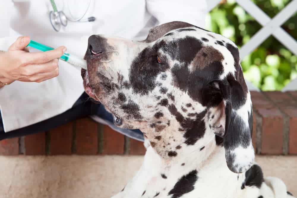 Prednisolon hund rezeptfrei