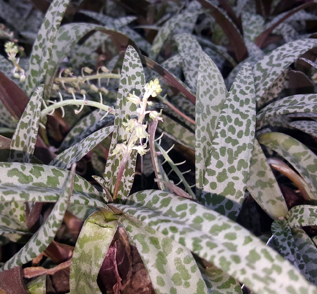 Generisches sildalis