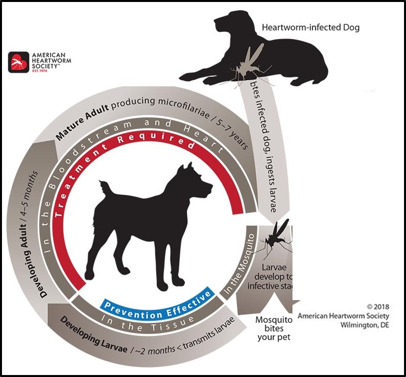 Ivermectin online vet