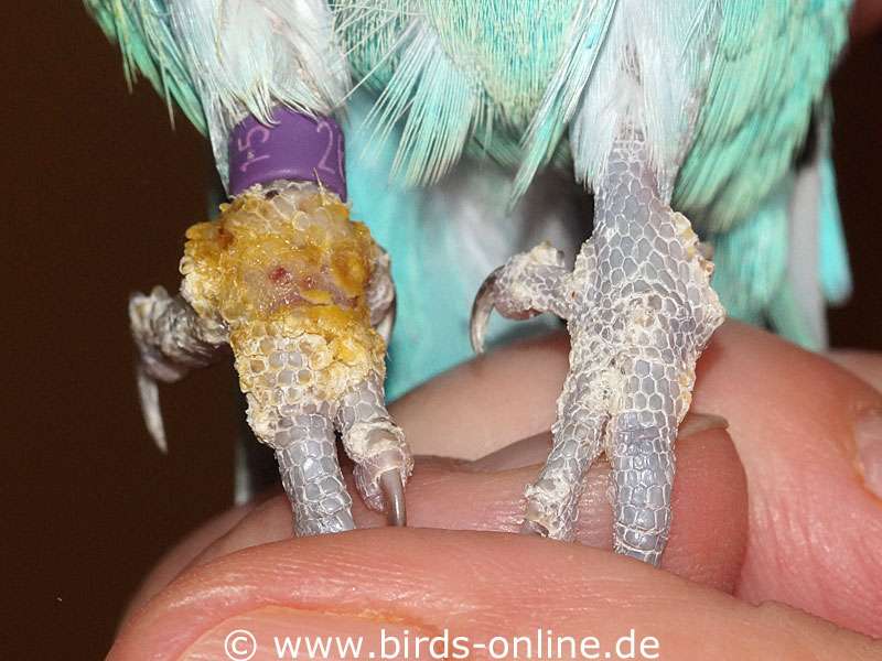 ivermectin für vögel kaufen