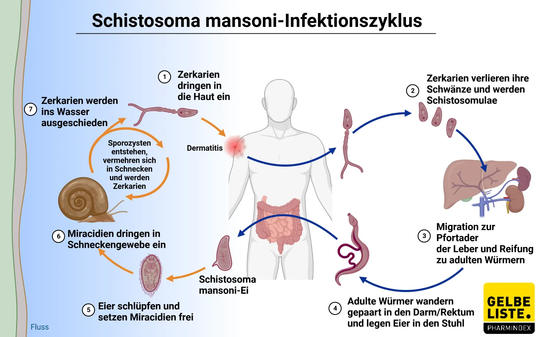 kosten für mebendazole