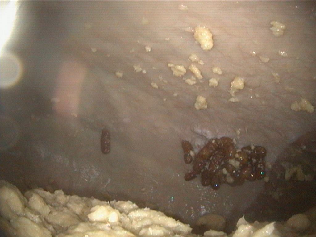 Ivermectin pferd kosten