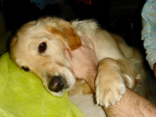 tramadol hond bestellen