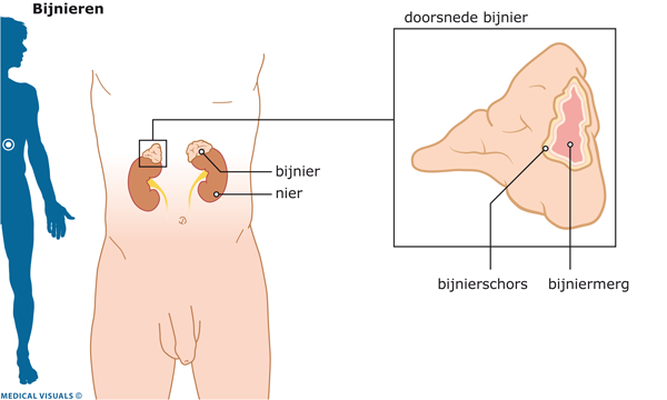 Prednisolon Bestellen Zonder Recept