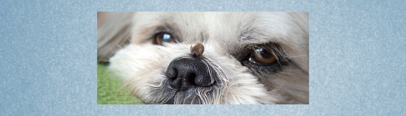 Ivermectin Tabletten Für Hunde