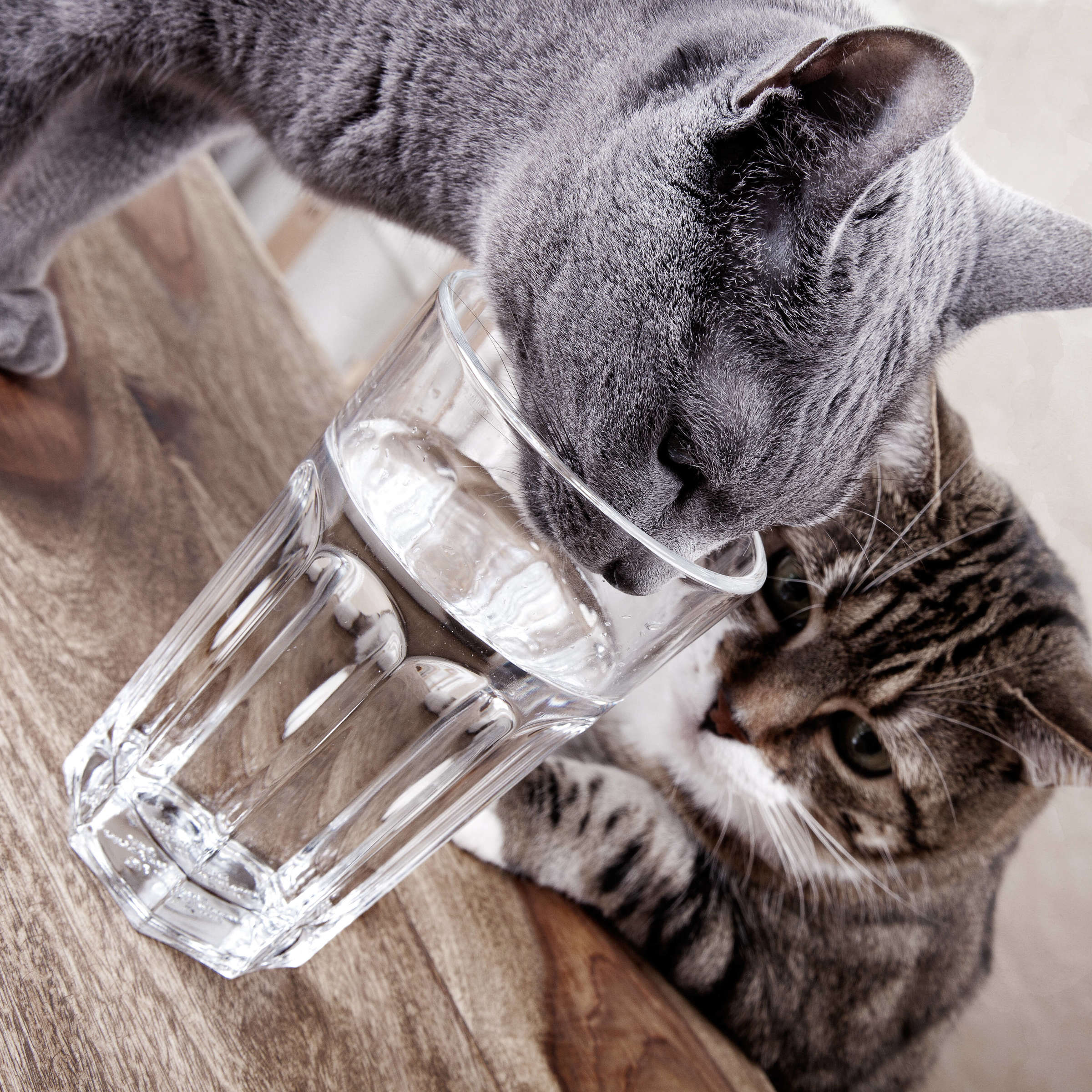 Prednisolon katze kosten