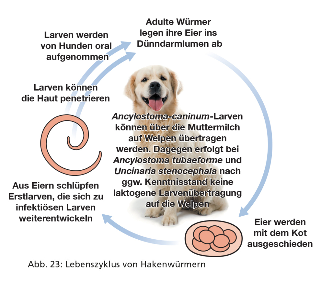 Ivermectin kaufen spanien