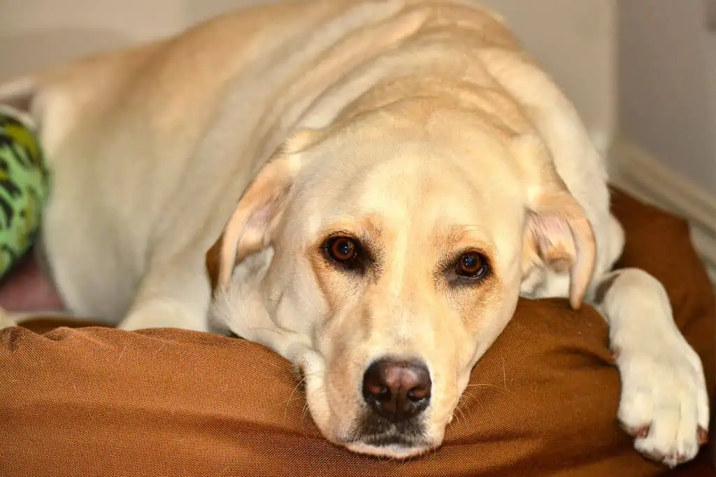 Furosemid 40 Mg Für Hunde