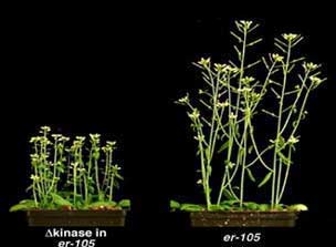 Erectafil Generikum