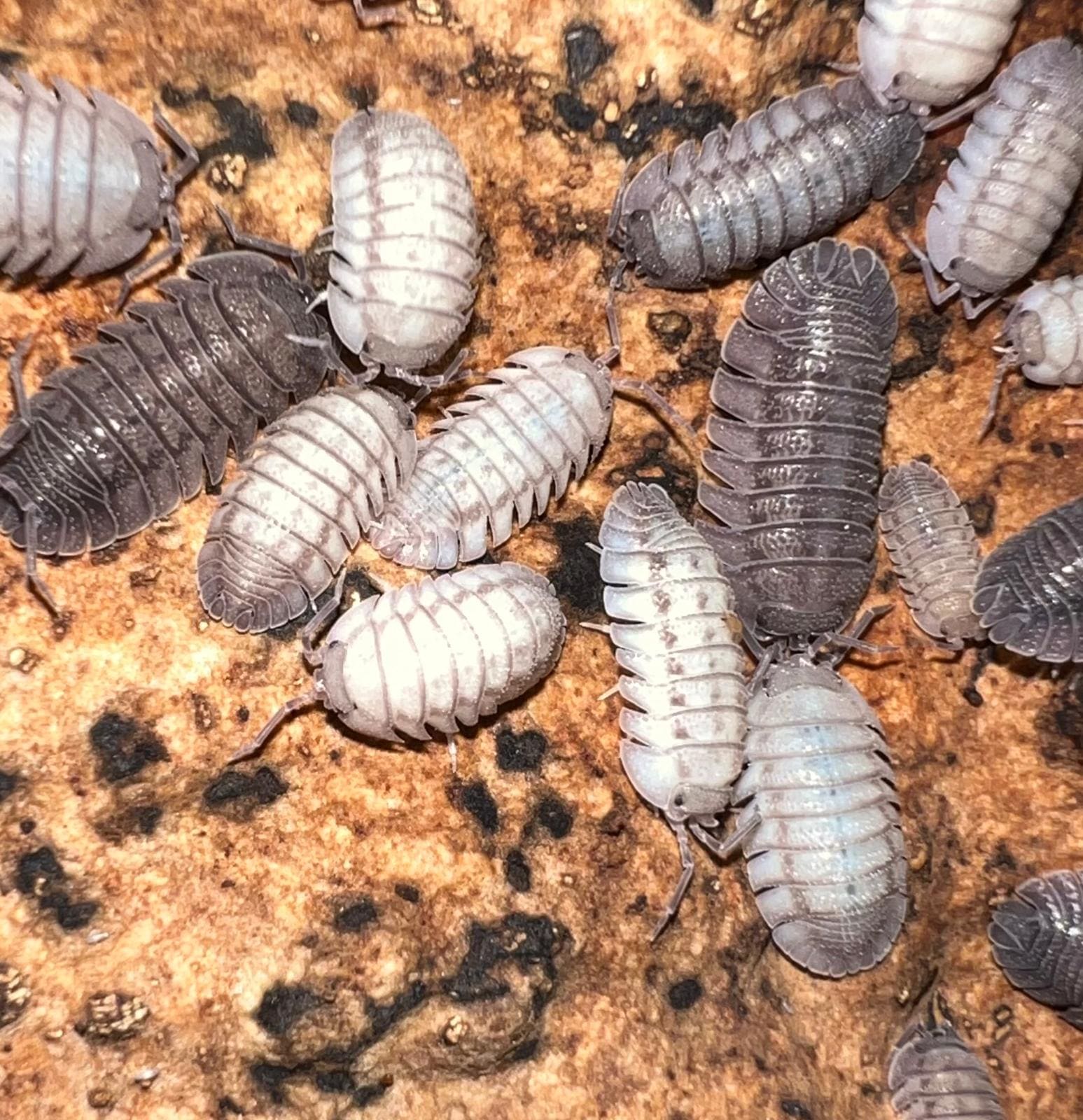 eriacta pille
