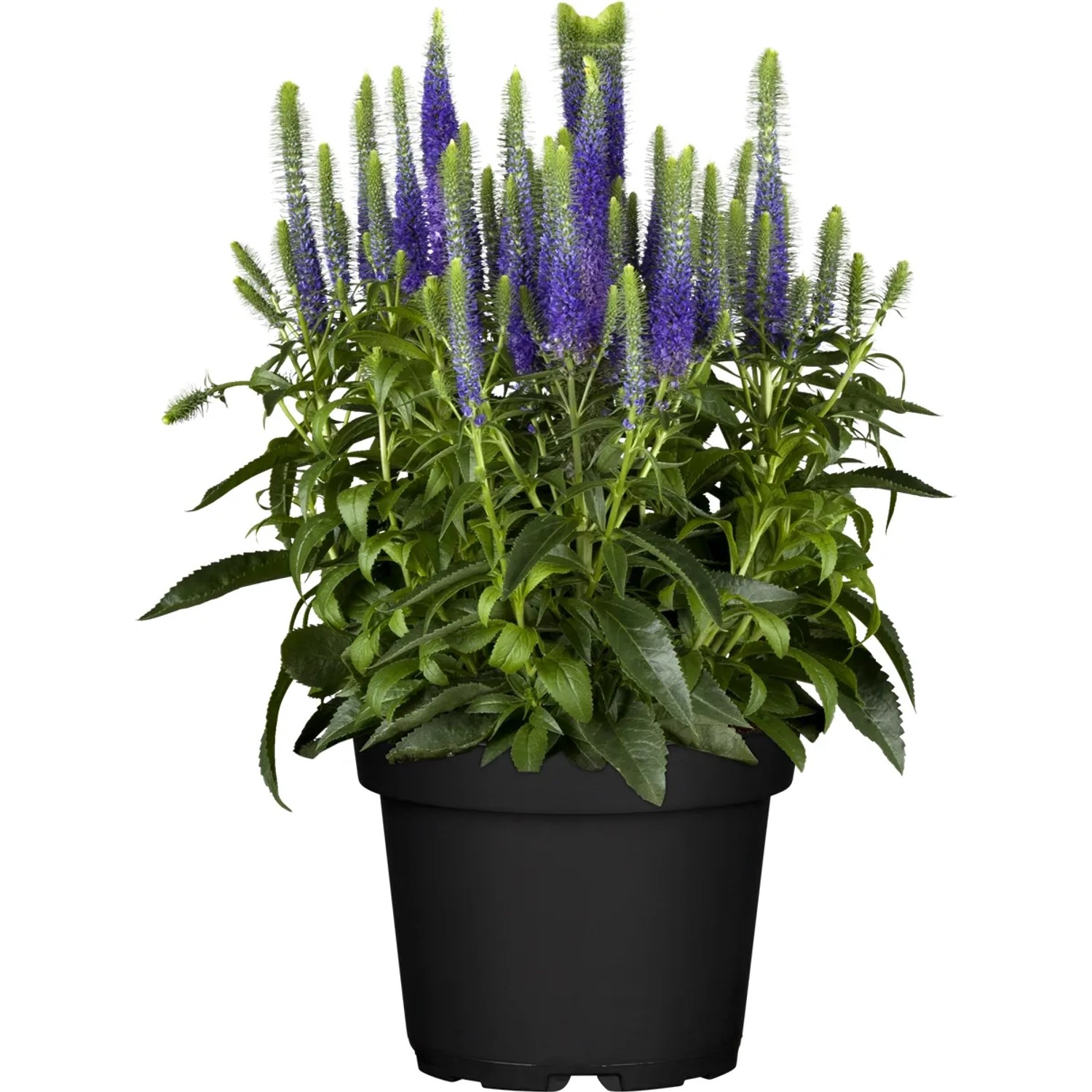 kaufen eriacta