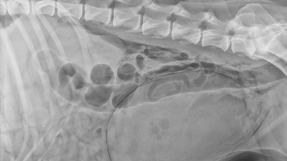 Prednisolon 5mg für hunde cp pharma