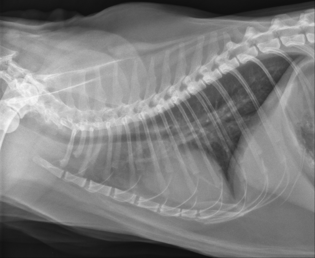 Prednisolon 5mg Für Hunde Cp Pharma