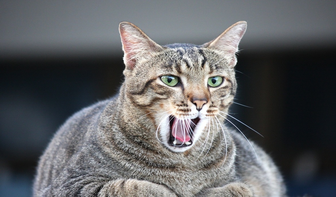 prednisolon 5mg für katzen rezeptfrei kaufen