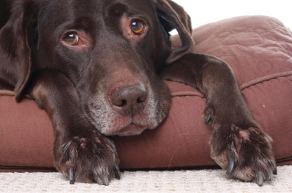 Prednisolon 5mg Hund Kaufen Rezeptfrei