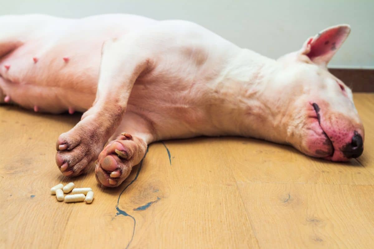 prednisolon für hunde kaufen