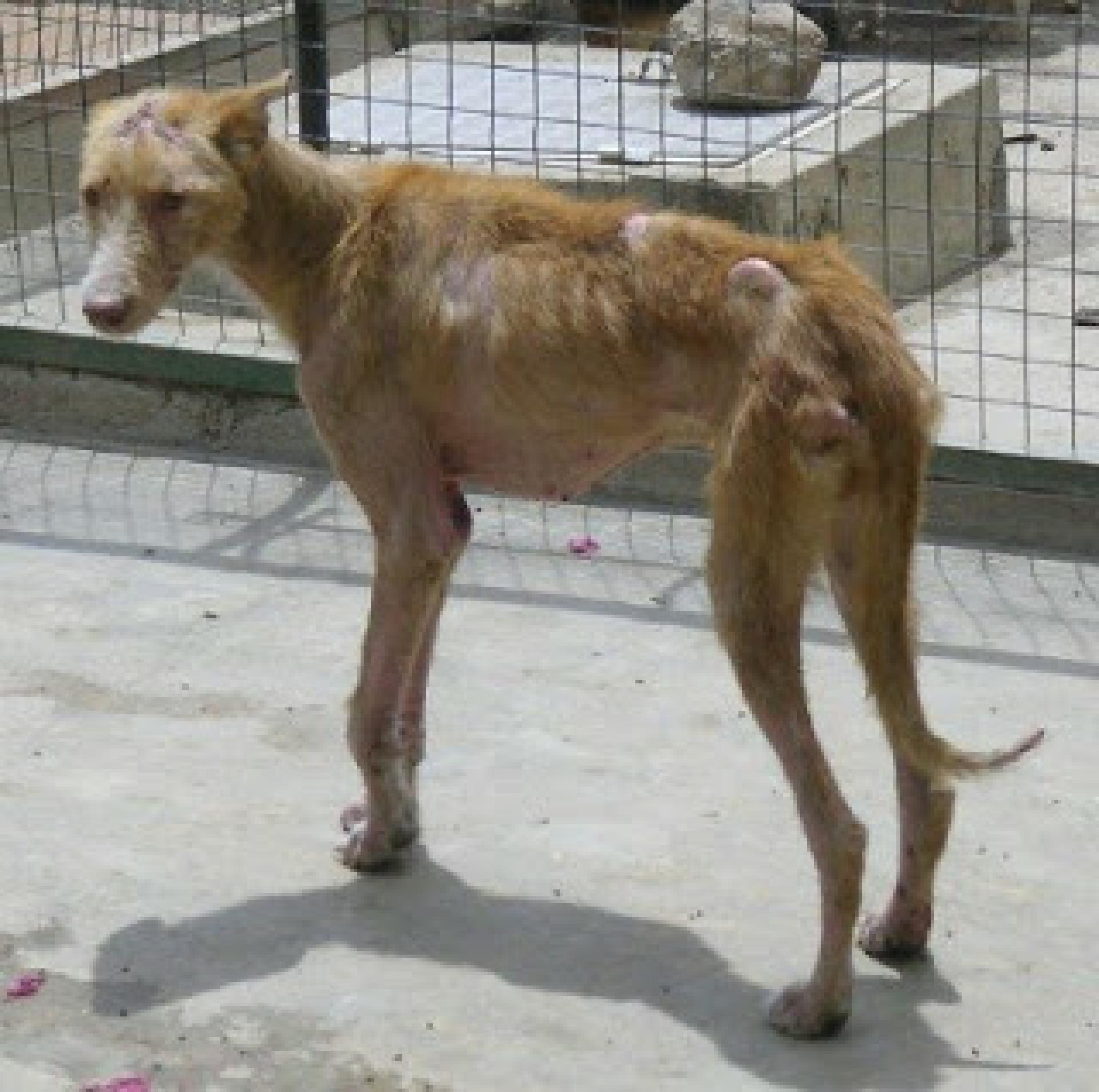 prednisolon hund kosten