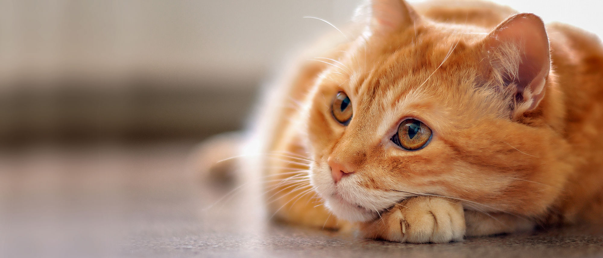 Prednisolon Katze Online Kaufen