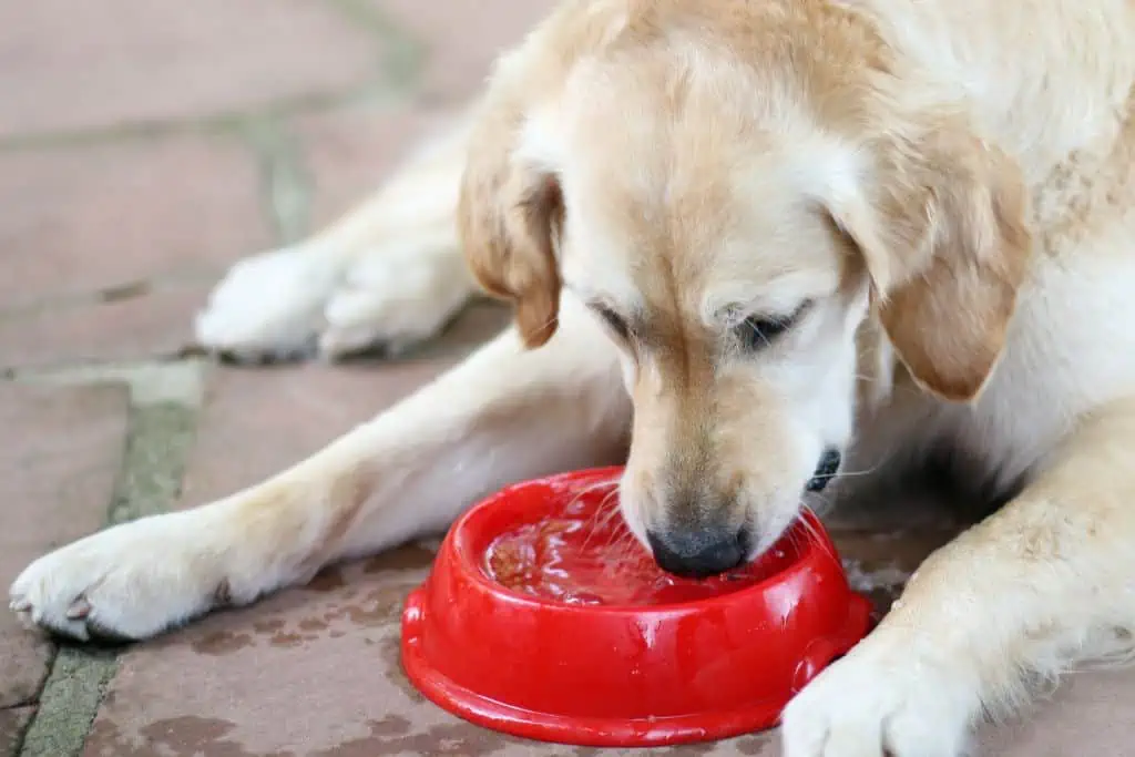 prednisolon tabletten für hunde