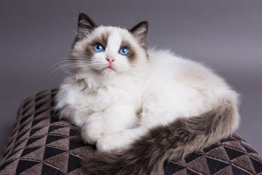 Prednisolone 5mg für katzen
