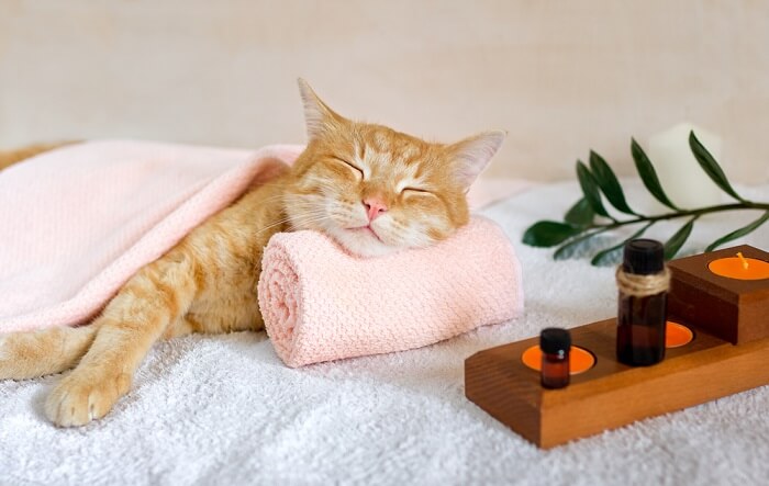 Prednisolone 5mg Für Katzen