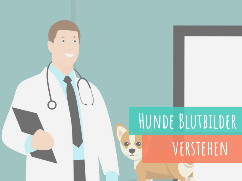 Prednisolone vet online