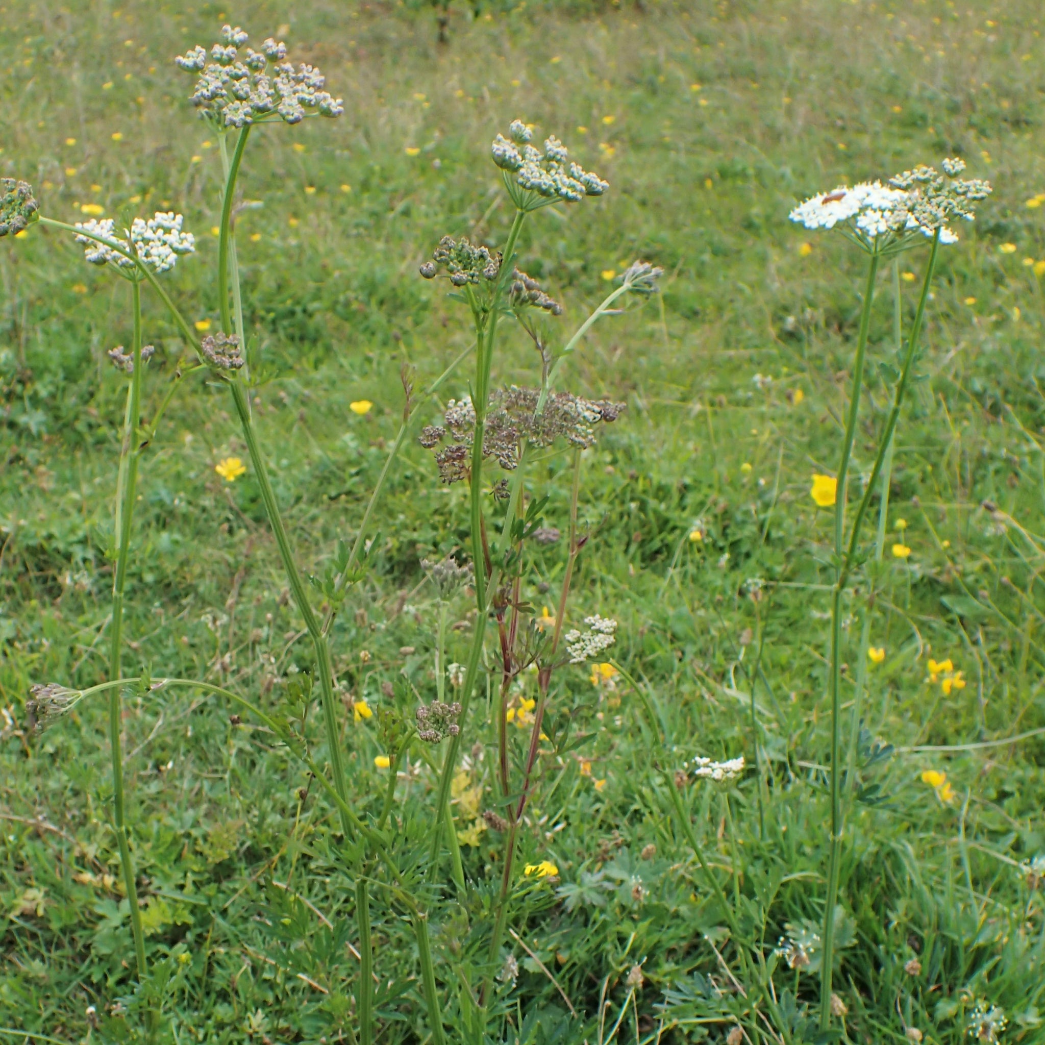 sildalis generikum
